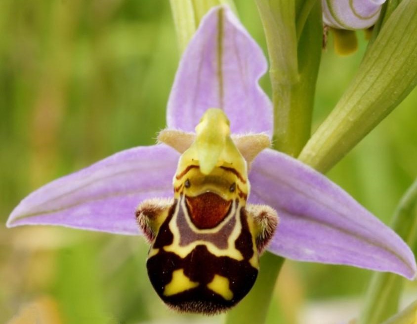 50-seeds-china-rare-flower-bee-orchid-flower.jpg
