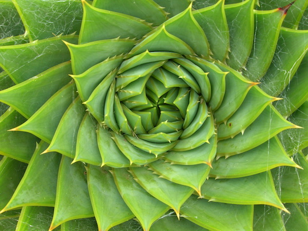 spiral_aloe.jpg