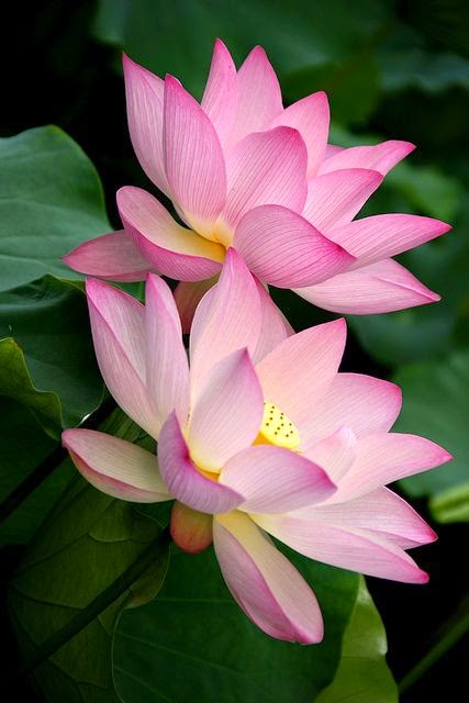 Romancing Lotus Flower.jpg