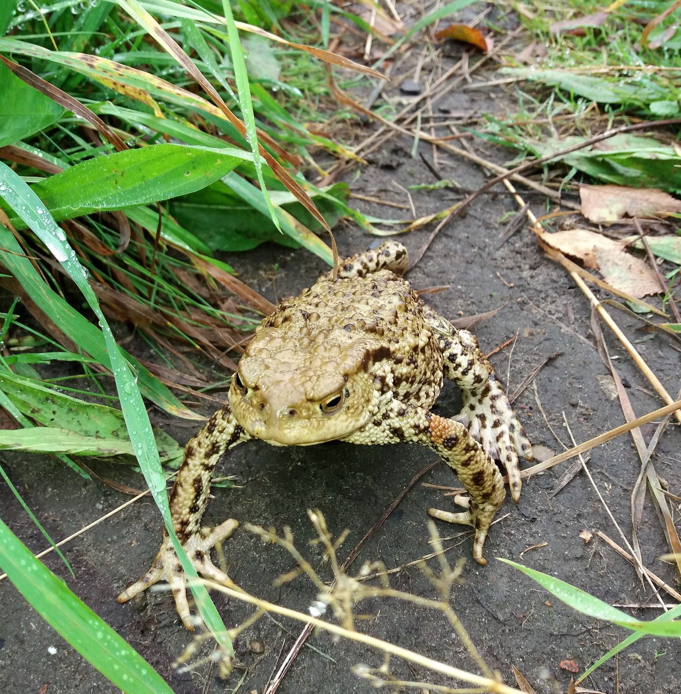 frog3.jpg